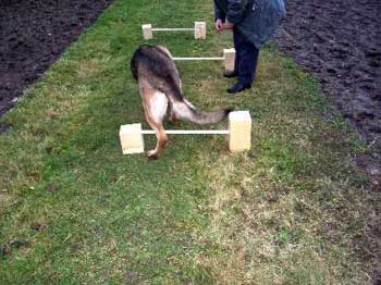 Hier sehen Sie einen Schäferhund, der unter Anleitung über Hindernisse läuft. Das war ein Bestandteil der Therapie.