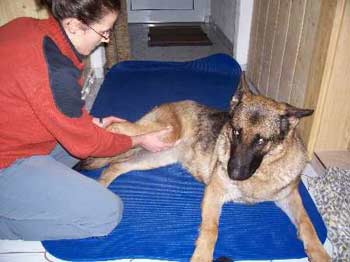 Mit dem notwendigen Feingefühl und den entsprechenden Massage konnte diesem Hund geholfen werden.