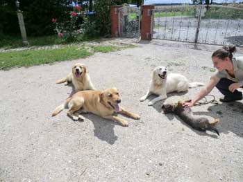 Ich mag Hunde und freue mich, wenn es Ihnen gut geht. Dabei ist es völlig egal ob es meine eigenen Hunde sind oder die mir anvertrauten Pensionshunde.